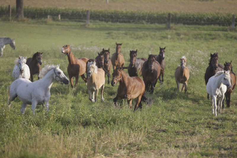 Athlet Pferd