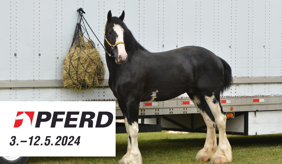PASSION an der BEA PFERD – bald ist es soweit
