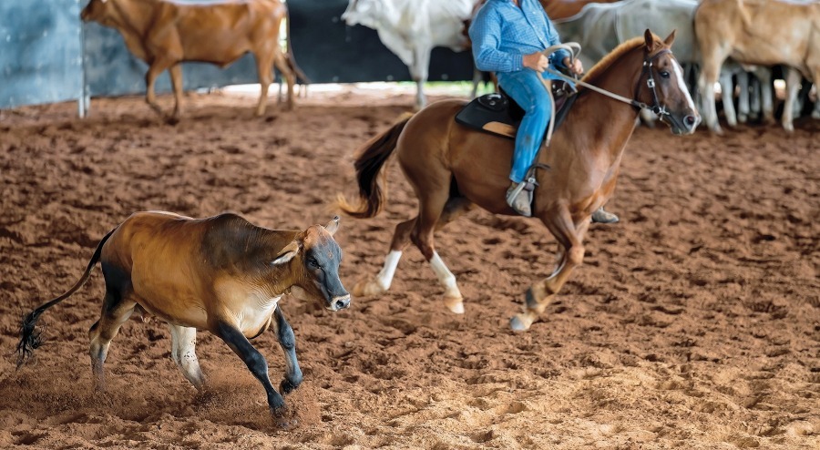 Arbeitsreitweisen Passion