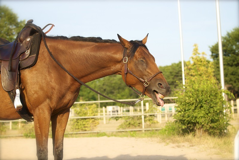 Magnificent horse grazing on the horse racing field Ein Pferd muss gähnen können