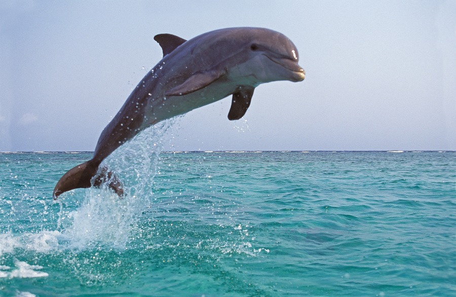 Bottlenose Dolphin tursiops truncatus Adult Leaping