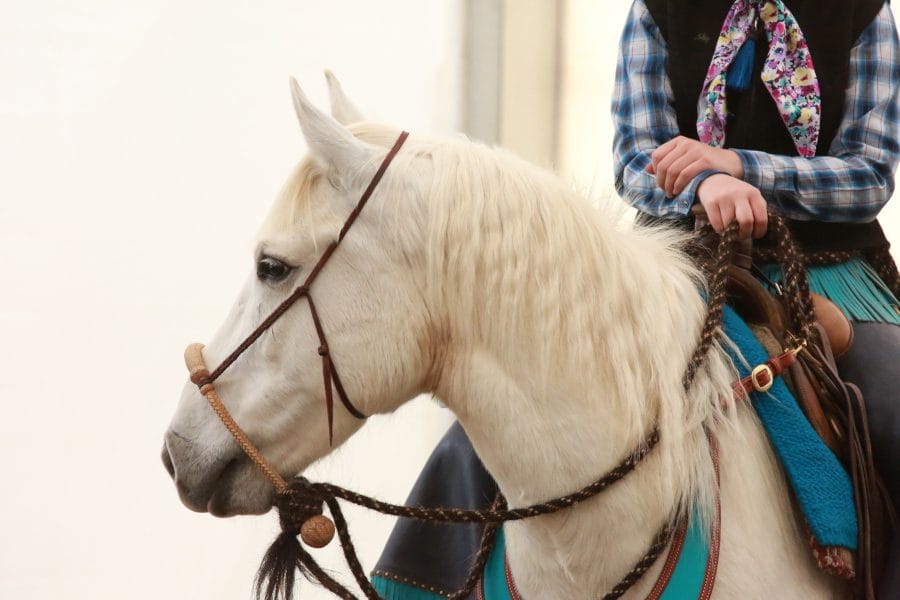 Hackamore