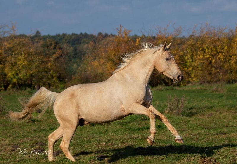 Spazierengehen mit Pferd… Vergnügen oder Stress und Kampf?