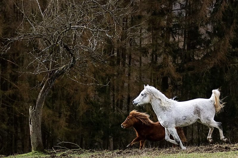 Stallwechsel ohne Stress